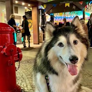 A cachorrinha de Gracyanne Barbosa desapareceu após fugir para caçar capivaras