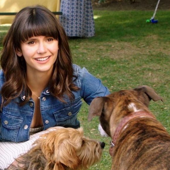 Os cachorros dessas histórias acabam desempenhando um papel fundamental, ajudando seus donos a encontrarem amizade, amor e até novos caminhos na vida