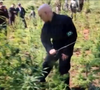 Antes de votar pela descriminalização do porte de maconha no STF, Alexandre de Moraes apareceu em um vídeo de 2016 cortando pés da planta com um facão durante uma operação no Paraguai, quando era ministro da Justiça do governo de Michel Temer. Segundo O Globo, na época, Moraes defendia o combate ao crime transnacional e a 'erradicação da maconha' na América do Sul