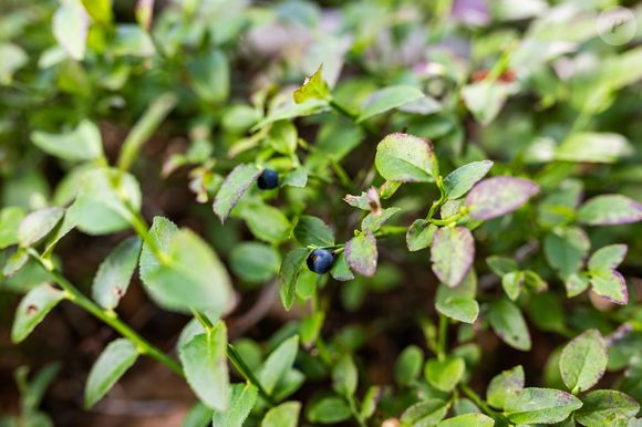 Já os mirtilos selvagens contêm mais fitonutrientes, o que provoca ainda mais benefícios para a saúde