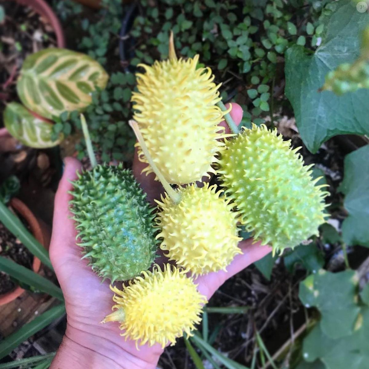 Foto: O maxixe é uma leguminosa parente do pepino e da abóbora, muito ...