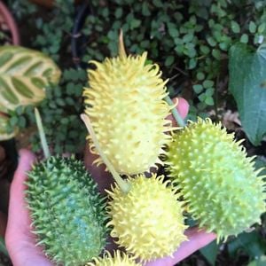 O maxixe é uma leguminosa parente do pepino e da abóbora, muito popular na culinária do Norte e Nordeste