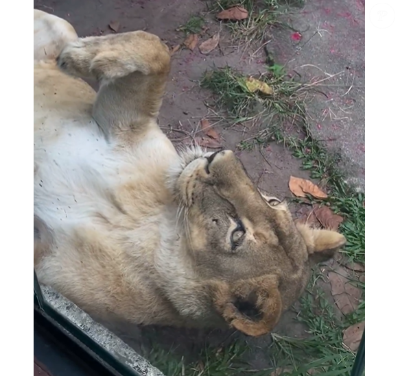 Veterinários confirmam que a leoa apresentou estresse, mas retornou ao recinto sem uso de tranquilizantes