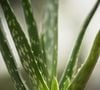 Segundo a dermatologista Mariangeles Jofre, plantas cultivadas na terra podem estar expostas a bactérias e fungos que podem ser levados até a pele durante a aplicação do gel da babosa