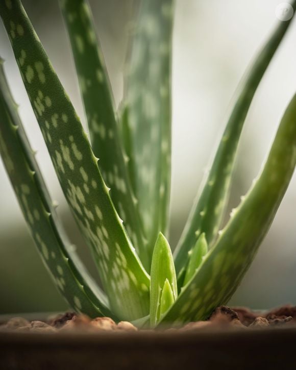 Segundo a dermatologista Mariangeles Jofre, plantas cultivadas na terra podem estar expostas a bactérias e fungos que podem ser levados até a pele durante a aplicação do gel da babosa