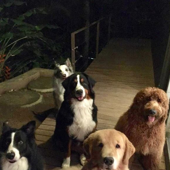 Angélica e Luciano Huck anunciaram nas redes sociais as mortes de dois cachorrinhos da família