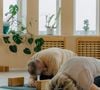 Exercícios podem ser feitos em casa e não exigem grande esforço físico