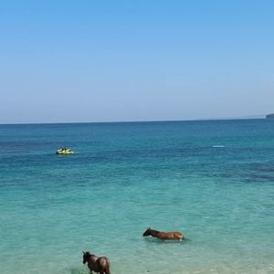 Os cavalos também fazem parte da experiência de luxo do NIHI Sumba. O resort mantém o Sandalwood Stables e oferece passeios pela praia, além da experiência de nadar ao lado dos animais no oceano