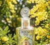 Segundo a Escola Olfativa Paralela, a mimosa é o 'sol em forma de flor', com um aroma leve e ensolarado, nuances de mel e um toque polvoroso. A flor tem uma assinatura olfativa marcante e vem conquistando espaço em perfumes delicados, luminosos e sofisticados