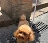 Logo depois, João Guilherme também publicou a foto de outro cachorro da mesma raça em seus stories