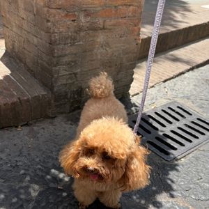 Logo depois, João Guilherme também publicou a foto de outro cachorro da mesma raça em seus stories