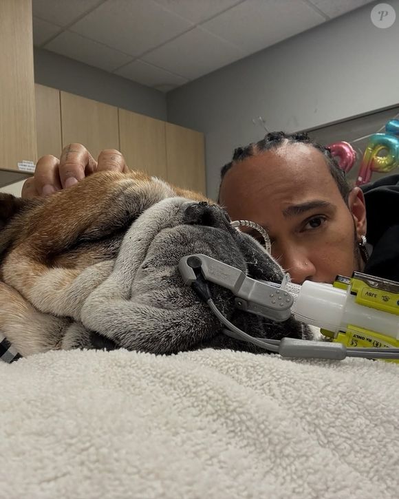 Lewis Hamilton desabafa em lágrimas sobre o estado de saúde de Roscoe: 'Agora ele está em coma'