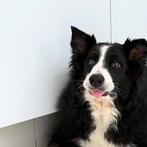 Luciano Huck sobre morte de Ziggy: ‘Nossos cachorros são parte da nossa família. E quando perdemos um, é como se um pedacinho dela também se fosse’