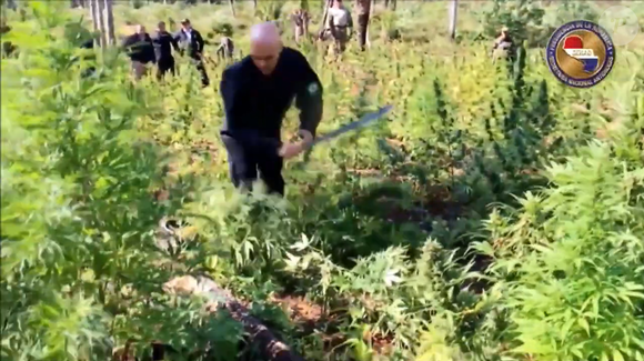 O julgamento sobre a descriminalização do porte de maconha no STF trouxe novamente à tona um vídeo de Alexandre de Moraes gravado em 2016, no Paraguai. De acordo com O Globo, o então ministro da Justiça participou de uma operação conjunta contra o crime transnacional e apareceu cortando pés da planta com um facão