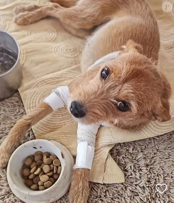 Belinha foi atropelada e quebrou as duas patinhas antes de ser adotada por Sabrina Sato e Nicolas Prattes