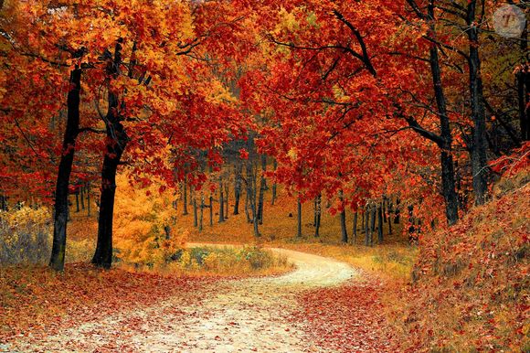 O outono, conhecido pelo ambiente das folhas em tons terrosos, começou no último dia 20 de março de 2026.