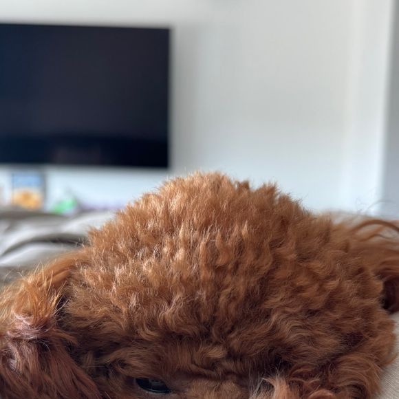 E não parou por aí, já que instantes depois Bruna Marquezine também publicou um storie com Chihiro deitado em sua cama