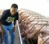 Fazenda milionária de Pelé à venda: jogador criou animais como porcos no espaço com quase 30 suítes e 2 capelas