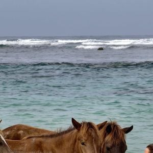 Uma das experiências mais inusitadas do NIHI Sumba é o 'Swimming With Horses', em que os hóspedes entram no oceano e nadam ao lado dos cavalos de Sumba acompanhados por tratadores experientes