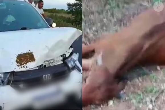 Carro onde estava o filho de Neto Araújo bateu em um animal: herdeiro do músico foi levado para hospital e liberado logo em seguida