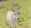 Aos 62 anos, Maurício Mattar investe na criação de cavalos e gado em Minas Gerais enquanto destila maldades como Junqueira na novela das sete,' Por Você'. O ator é dono do Haras Kirk, propriedade rural onde cria animais das raças Mangalarga Marchador e Nelore.
