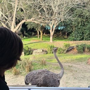 Sandy compartilhou outro registro do filho Theo na Disney