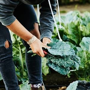 Por ser pouco calórica e estimular a eliminação de gorduras, a couve é ideal para dietas de emagrecimento e desintoxicação