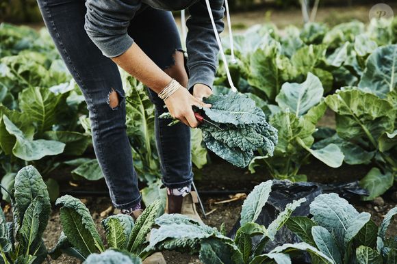 Por ser pouco calórica e estimular a eliminação de gorduras, a couve é ideal para dietas de emagrecimento e desintoxicação