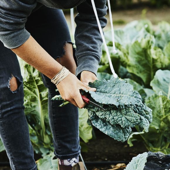 Por ser pouco calórica e estimular a eliminação de gorduras, a couve é ideal para dietas de emagrecimento e desintoxicação