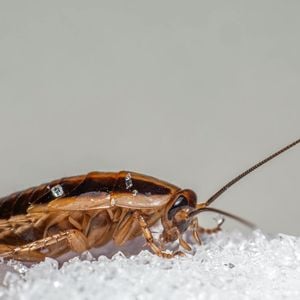 Para quem deseja se livrar das baratas de forma natural, existe uma excelente opção que muitos têm em casa