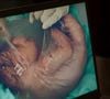 Parto de bebê reborn em 'Vale Tudo' causou polêmica nas redes sociais