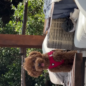 Neste sábado (14), João Guilherme publicou um vídeo de um cachorrinho da raça Poodle Toy muito parecido com Chihiro, seu dog com Bruna Marquezine