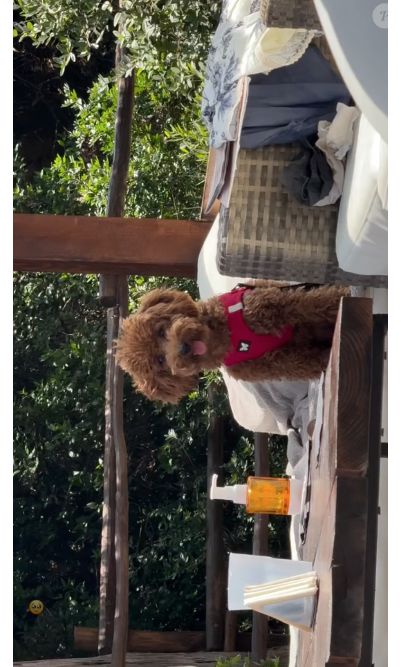 Neste sábado (14), João Guilherme publicou um vídeo de um cachorrinho da raça Poodle Toy muito parecido com Chihiro, seu dog com Bruna Marquezine