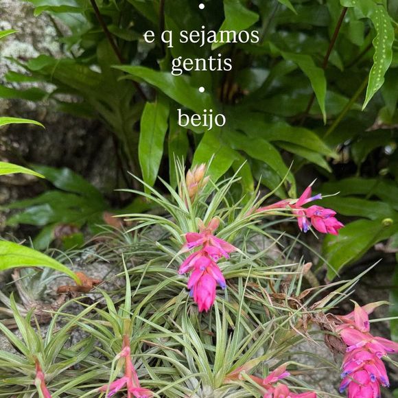 Carolina Dieckmmann, além de negar estar magra, terminou o desabafo com uma foto com a seguinte mensagem: "Que sejamos gentis, beijo"