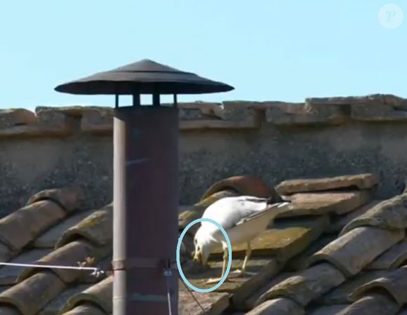 Gaivota regurgitou o que seria um rato para alimentar seu filhote no teto da Capela Sistina momentos antes da fumaça branca sair da chaminé e anunciar escolha de Leão XIV