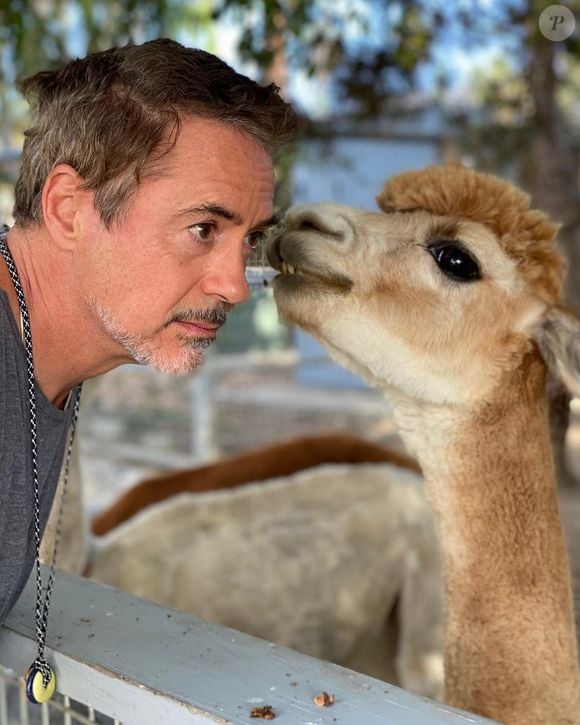 Robert Downey Jr. e sua alpaca Fuzzy