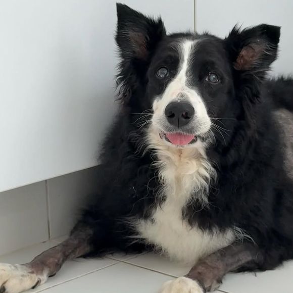 Luciano Huck anunciou o falecimento de Ziggy, considerado o grande xodó do apresentador, na noite desta quarta-feira (26)