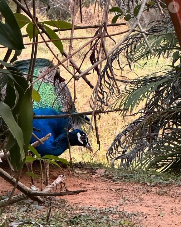 Fazenda de Lúcia Veríssimo: espaço para animais circularem livremente e plantação de milho e feijão