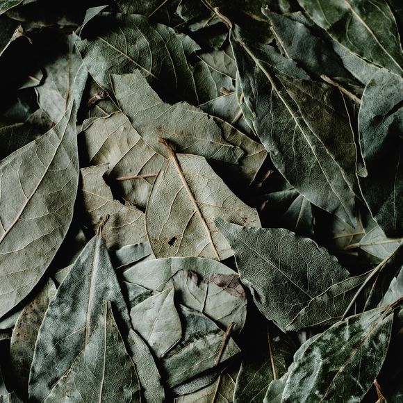 Louro não mata as baratas, mas as incomoda, já que elas não suportam seu aroma forte e intenso