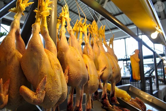 O frango cru pode conter bactérias ou parasitas, então não é recomendado que ninguém tenha o hábito de consumir esse tipo de carne crua.