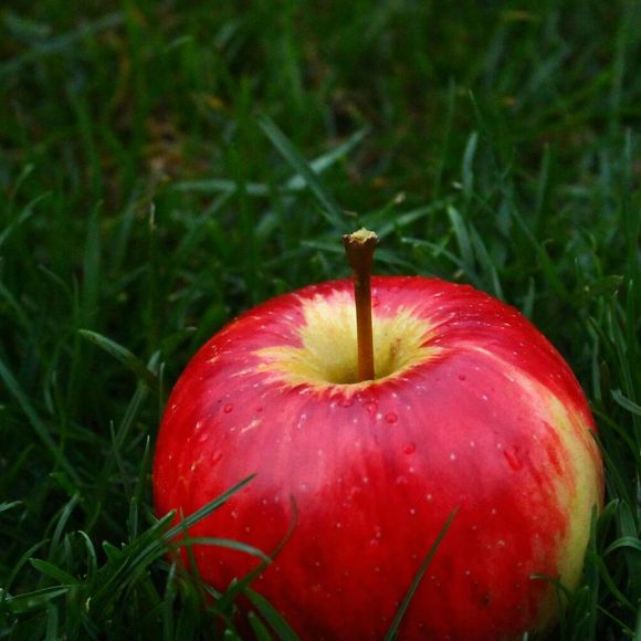 Maçã é baratinha e super fácil de ser encontrada em supermercados e hortifrutis, além de ter muitos benefícios à saúde