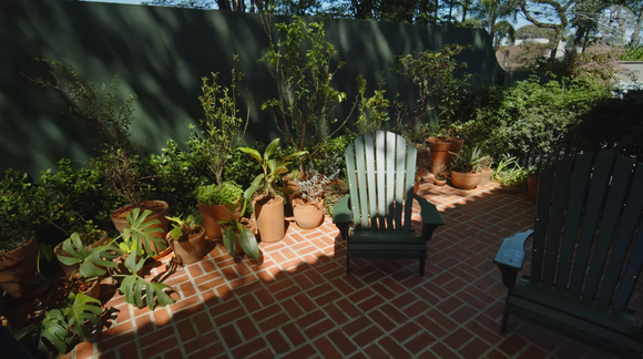 Famosos cultivam diversas espécies de plantas, em especial folhagens