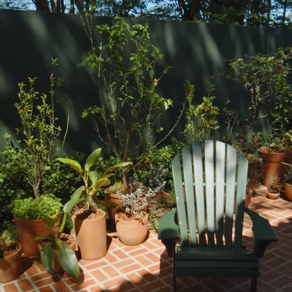 Famosos cultivam diversas espécies de plantas, em especial folhagens