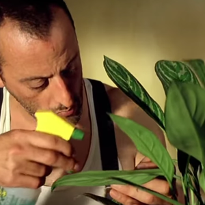 No filme 'León: O Profissional' (1994)', o personagem de León (Jean Reno) mantém em casa uma planta, cuidando dela como se fosse verdadeiramente sua amiga.