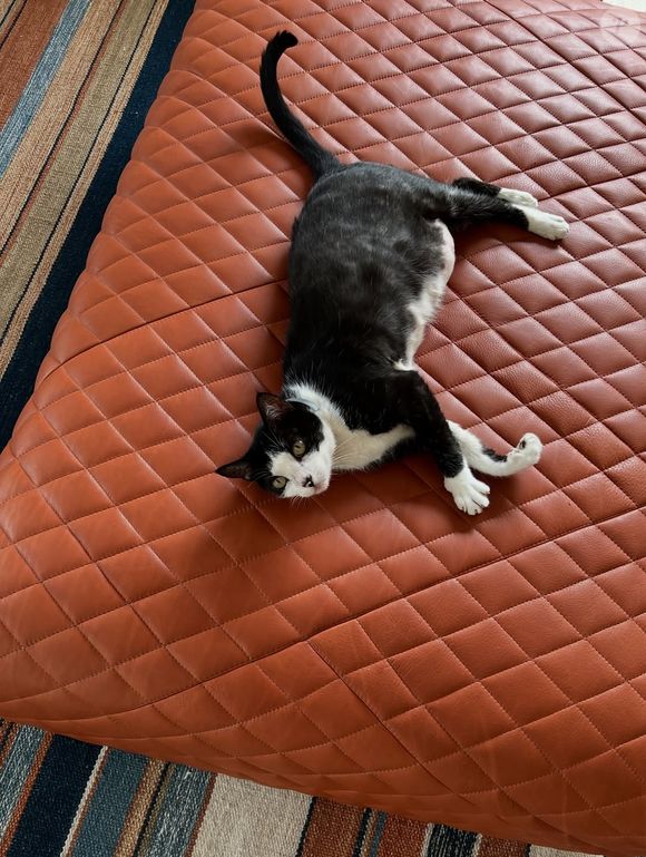 Marina Ruy Barbosa está procurando pelo gato João, que sumiu perto do seu condomínio na Barra da Tijuca, Rio de Janeiro: 'Sempre volta pra casa — dessa vez não voltou'