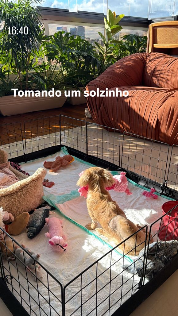 Lucas Guedez comprou nova cadela menos de 1 ano após abandonar a outra, aponta ex-funcionária