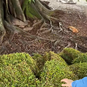 Segundo Nietzsche, a natureza nos conforta porque não nos avalia como o resto da sociedade. A natureza é uma versão do mundo sem julgamento, nem boa nem má.