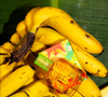 Com cheiro de banana madura, leite condensado e baunilha cremosa, o 'Flor de Bananeira Made In', da Melu, aposta na nostalgia brasileira para conquistar fãs de perfumes doces e divertidos