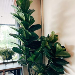 Os estudos também revelaram que estar em contato com o ar livre e a vegetação natural, diminui bastante os níveis de estresse.