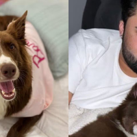 ‘Agiu como se fosse descartável': Lucas Guedez é acusado de abandonar cachorrinha em creche; influenciador circula com uma nova cadela